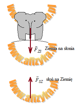 Ziemia przyciąga słonia siłą o wartości 200 kN