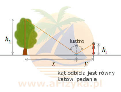 Wymyśl i opisz sposób wyznaczenia wysokości drzewa za pomocą leżącego na ziemi lustra